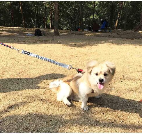 yangbaga dog extender ، ملحق مقود بونجي لبنجي امتصاص الصدمات ، تمديد كلب نايلون متين مع مقاطع دوارة من الفولاذ المقاوم للصدأ in Saudi Arabia