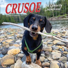 Crusoe the Celebrity Dachshund 2025 7" x 7" Mini Wall Calendar