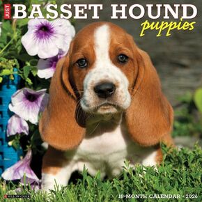 Basset Hound Puppies 2026 12" x 12" Wall Calendar