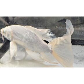 Quinn's Fins Platinum Butterfly Koi 3"