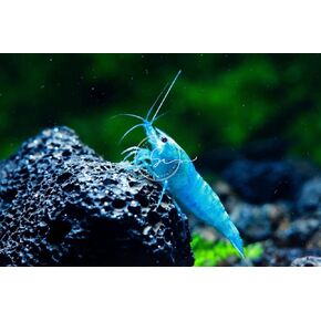 Swimming Creatures™ High Grade 20 Blue Velvet Neocardina Freshwater Aquarium Shrimp.