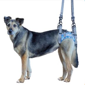 Walkin’ Warrior Rear Dog Harness for Mobility, Adjustable Handles, Rear Leg Dog Harness for Senior Dogs and Pets Recovering from Surgery