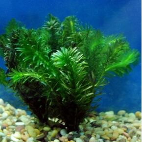 Anacharis | Elodea Densa Live Aqurium Plants Buy 2 Get 1