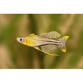 6 Spotted Blue-Eye Rainbowfish (Pseudomugil gertrudae) Tropical Freshwater Aquarium Fish 100% Arrival Guarantee
