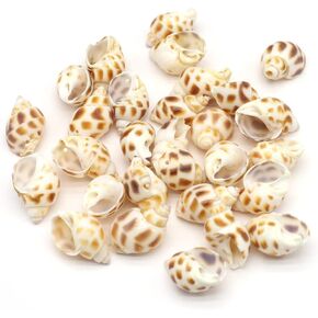 Natural Conch Shell Beads Multicolor Sea Shell Beads For Making DIY Craft Fish Tank Aquarium Ornaments Home Decoration… B0B6PQRLRM