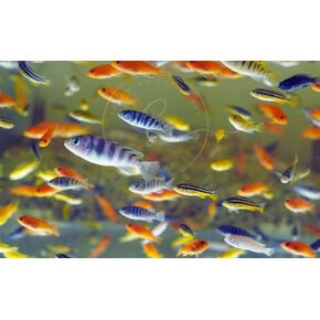 Assorted African Cichlid, Size Approx: 1-1.5" Aquarium Exotic Freshwater Live Fish (4 Pack)