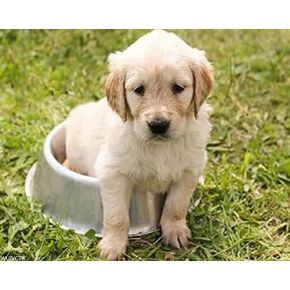 Wuivctr Paint حسب الرقم للبالغين المبتدئين Golden Retriever The Cute Pet Dog Animal No Prated ، Puppy Comears Paint by Number Mets للمبتدئين على القماش 16x20inch