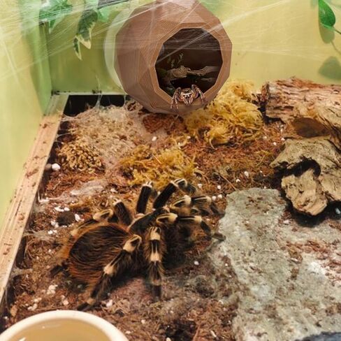 بيت مخفي عنكبوت قافز للحيوانات الأليفة، حاوية عنكبوت قافز، مخابئ للزواحف، أرجوحة عنكبوتية مع كوب شفط، حاوية عنكبوت حيوان أليف وضفدع لإخفاء ألعاب تسلق الكهف in Kuwait