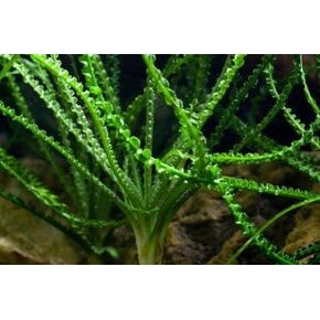 Crinum Calamistratum Easy to Grow Hardy Live Aquarium Plant Betta Fish Plants