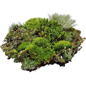 Large Super Fairy Garden Assortment Moss and Lichen for Terrarium, 9"x12" Bag
