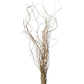16 Natural Curly Willow Branch Tips - Great for Decoration, Vase Filler, Wedding or Event Decor - Approx. 3 Foot Tall