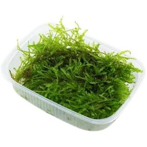 Christmas Moss (Vesicularia montagnei) - 4 oz Live Aquarium Plant, Lush Green Carpet for Freshwater Tanks, Easy to Grow & Maintain