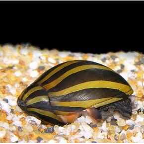 Live Freshwater Aquarium Fish - (12) Zebra Nerite Snails - 12 Pack of Zebra Nerite Snails Populate Your Fish Tank!