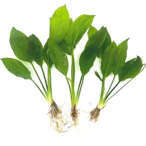 3 Aquatic Plants Bundle | Live Plants for Freshwater Aquariums (3 X Amazon Sword Plants)