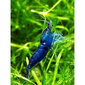 Swimming Creatures™ 20 Blue Diamond (Blue Dream) Premium High-Grade Neocaridina Freshwater Aquarium Shrimp Live