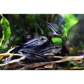 6 Pygmy Cory (Corydoras pygmaeus) Freshwater Aquarium Fish Live (Approx. Size: 1-2cm)