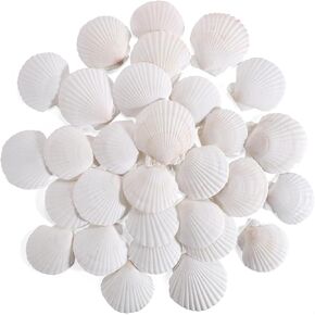 30 PCS 2 Inch Natural White Scallop Shells Sea Shells for DIY Craft Home Décor
