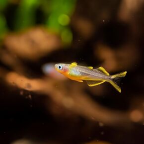School of 6 Forktail Rainbowfish (Pseudomugil Furcatus) Live Freshwater Aquarium Fish