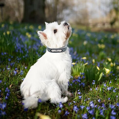 LINMAGCO Reflective Personalized Dog Collar with Bells Soft Leather Style Sturdy & Adjustable Collar with Engraved Nameplate for Small Medium Large Dogs,Blue in Saudi Arabia