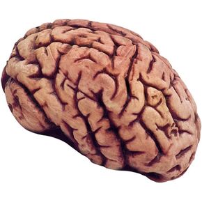 Bloody Brain Plastic Halloween Horror Haunted House Prop