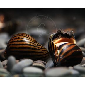 Swimming Creatures™ 3 Zebra Nerite Snail, Freshwater Aquarium Live Snail