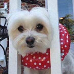 Puppy Bumpers® Rainy Day (Water Resistant) Red Dot 10"- 13" - Made In USA Puppy Bumpers Stuffed Safety Fence Collar to keep your pet safely on the right side of the fence.