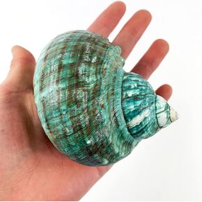 Heyiwell Natural Large Jade Turbo Seashells&Hermit Crab Shells 3.5"~4.5" Inch