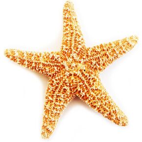 Florida Shells and Gifts One Real Dried Small Sugar Starfish (4-6'') Beach Arts and Crafts, Coastal Cottage and Nautical Home Decor, Beach Weddings, Orange / Tan, SL8058003