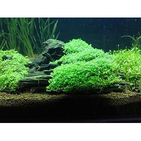 Potted Dwarf Baby Tears Aquarium Live Plant