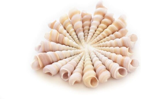 100 Small Purple Turretella Shells Seashells 1/2"-1" Craft Beach Wedding Decor in Saudi Arabia