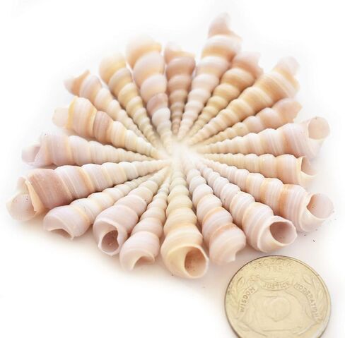 100 Small Purple Turretella Shells Seashells 1/2"-1" Craft Beach Wedding Decor in Saudi Arabia