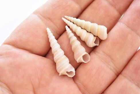 100 Small Purple Turretella Shells Seashells 1/2"-1" Craft Beach Wedding Decor in Saudi Arabia