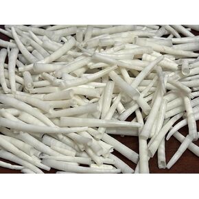 250 Pieces White Dentalium Aprinium Shell Tusk Crafts 1/4 LB