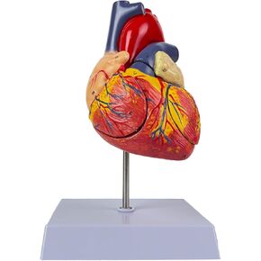 Qxtamo 2X Enlarged Human Heart Model Anatomy – 4-Part Anatomical Heart with Right/Left Atrial Appendage for Medical Teaching