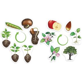 12 Pcs Giant Magnetic Plant Life Cycle Toys for Kids Educational Preschool Science Center Materials Plant Life Cycle for Kids Science Exploration Activities Learning Game Classroom Supplies