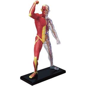 Famemaster 4D-Vision Human Muscle And Skeleton Anatomy Model Multi-colored, 10"