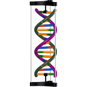 DNA Double Helix Model