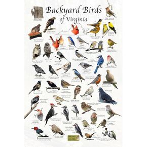 Where's Wildlife Backyard Birds of Virginia Bird Identification Poster (8" x 12")