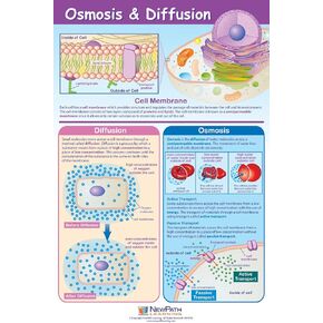 NewPath Osmosis & Diffusion Poster - Laminated, Full-Color, 23" x 35" (34-6102)