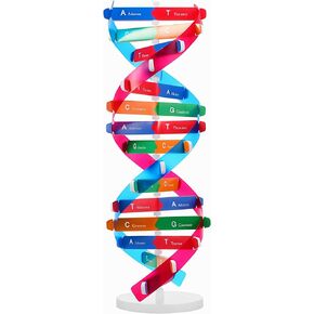 VICASKY DNA Kit Self Double Helix Structure Model 33 x 11.6cm DIY Generic Molecular Model Kit Large-Scale Biological Structure Human Genes Components Science Educational Teaching Tool