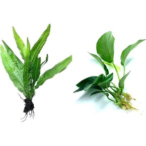 Java Fern and Anubias Aquarium Plant Bundle - Live Freshwater Plants for Aquascaping, Low Maintenance, Easy Beginner Friendly Decor for Fish Tank