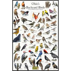 Where's Wildlife Ohio's Backyard Birds Poster - Ohio Bird Watching Chart Highlighting Birds At Your Bird Feeder (8" x 12")