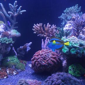 Aquarium Decor,Floating Glow in The Dark Blue Tang Ornament Decoration for Aquarium Fish Tank