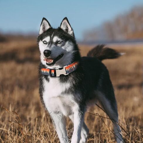 Customizable Dog Collar with Name - Polyester Custom Collar for Dog - Adjustable, Comfortable, Durable and Vibrant Pet Neckband (Pattern-C, XS (8-11.5 inches)) in Saudi Arabia