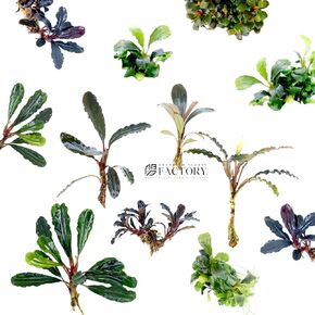 Bucephalandra Plants Packages [Grower's Choice] 6 Species | Bare-Root Plants