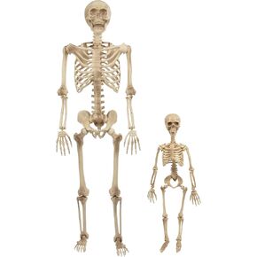 Life Size Human Skeleton Halloween Decoration Value 2 Pack- Adult 5' 4" & Child 2' - Articulated Movable Limbs, Weather Resistant Indoor/Outdoor- Upgrade Your Fall Graveyard Haunted House Party Props