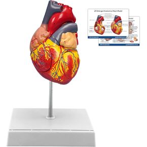 SFXYJ 2X Enlarged Anatomical Heart Model,4-Part Removable with Ventricles Atria Valves Veins Artery 49 Anatomy Structures Number Manual Magnets Display Base for Science Classroom and Cardiology Study
