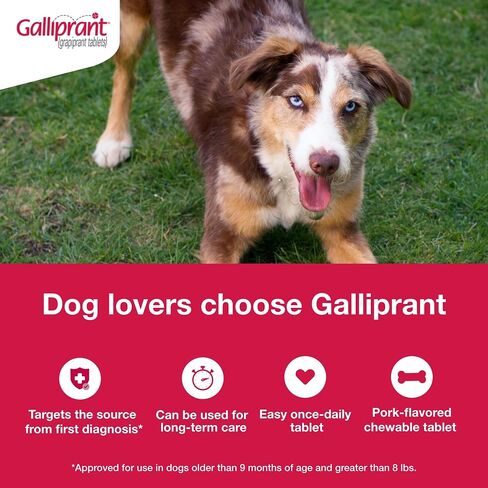 Galliprant Osteoarthritis Pain & Inflammation Control for Dogs | 60 mg | 15 Flavored Tablets in Saudi Arabia