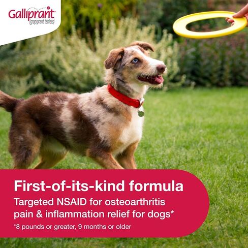 Galliprant Osteoarthritis Pain & Inflammation Control for Dogs | 60 mg | 15 Flavored Tablets in Saudi Arabia