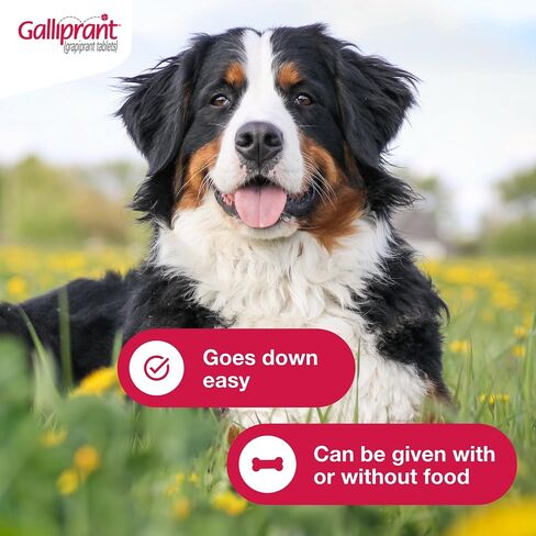 Galliprant Osteoarthritis Pain & Inflammation Control for Dogs | 60 mg | 15 Flavored Tablets in Saudi Arabia